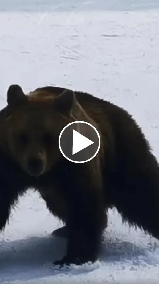 Miniature : [Vidéo] Un moniteur de ski poursuivi par un ours