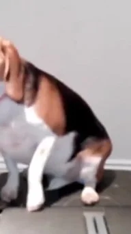 Miniature : Vidéo