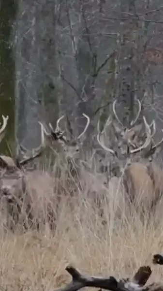 best of chasse the hunting alex