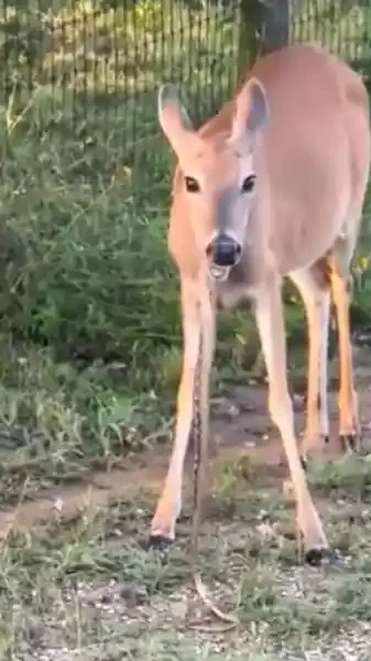 biche mange serpent