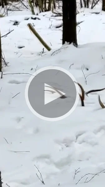 Miniature : [Vidéo] Une découverte en forêt et dans la neige qui fait plaisir