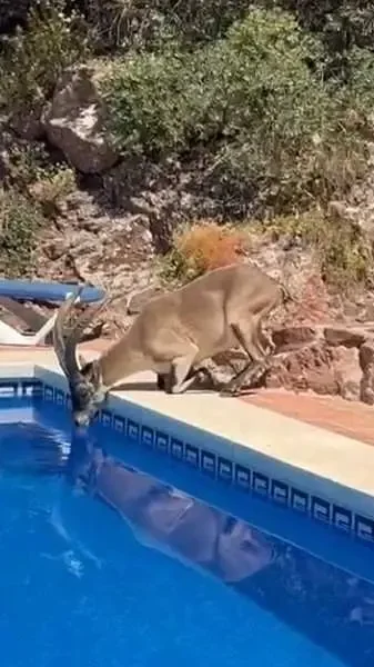 bouquetin boit dans une piscine