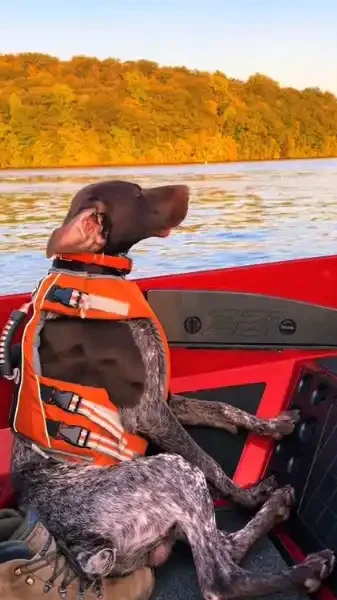 braque allemand dans un bateau