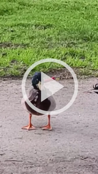Miniature : [Vidéo] Un canard avec un couteau planté dans le cou dans le Morbihan