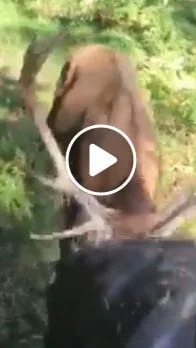 Miniature : Vidéo : un cerf s’attaque à un tracteur