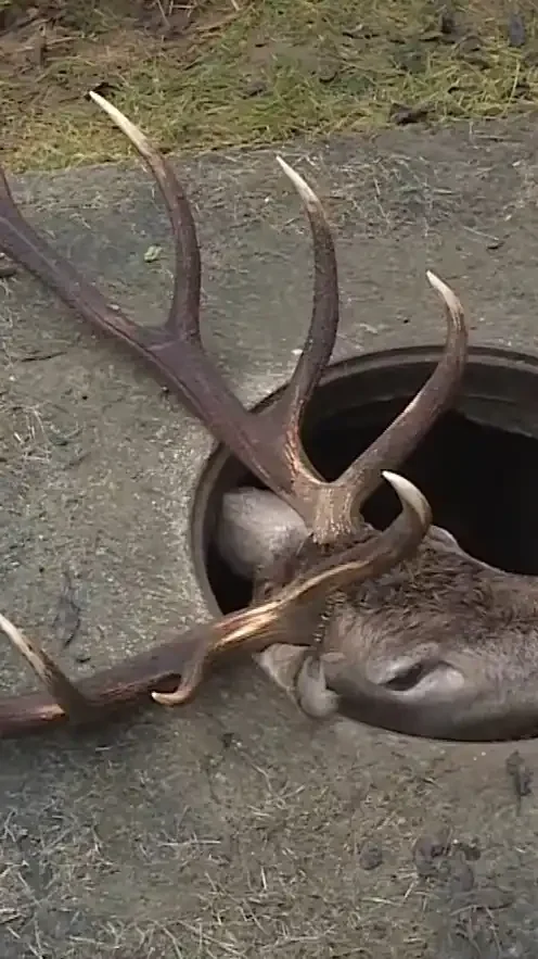 Miniature : [Vidéo] Sauvetage d’un gros cerf coincé dans une bouche d’égout