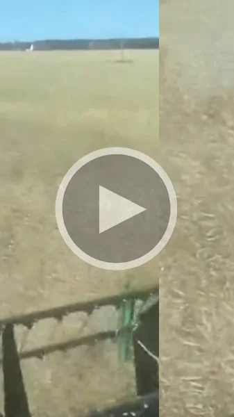 Miniature : [Vidéo] Un cerf démarre juste devant une moissonneuse