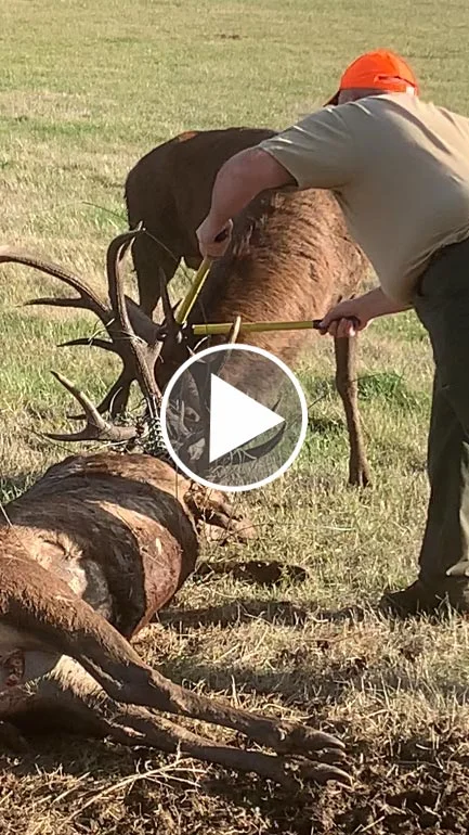 Miniature : [Vidéo] Des chasseurs sauvent 1 cerf prisonnier du cadavre de son congénère
