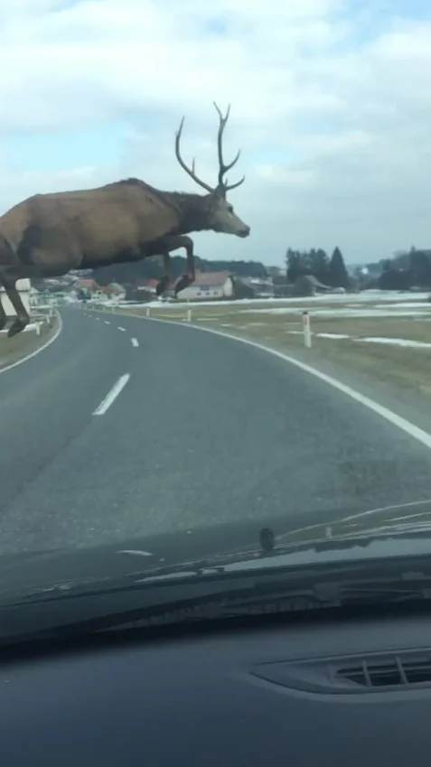 Miniature : Vidéo : un cerf saute par dessus une voiture