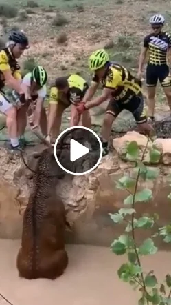 Miniature : Vidéo : l’impressionnant sauvetage d’un cerf