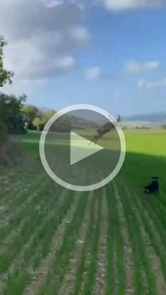 Miniature : [Vidéo] En pleine chasse, un cerf sort des broussailles et prend la fuite après un bond puissant