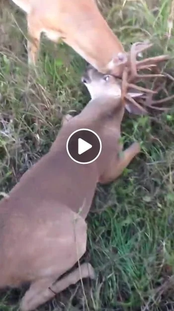 Miniature : Vidéo : il sauve 2 cerfs de Virginie emmêlés après le brame