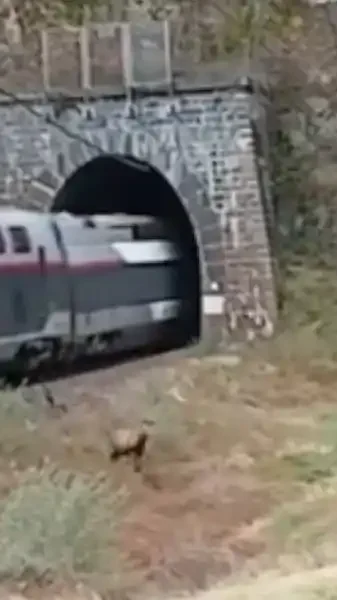 cerf-vs-train