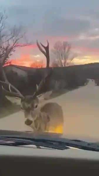 cerf vs voiture