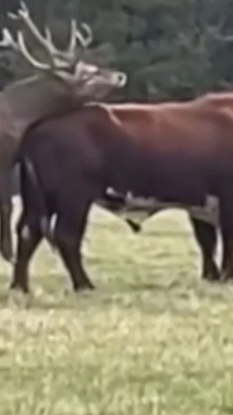 cerfs vs vaches