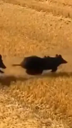 Miniature : [Vidéo] Une belle compagnie de sangliers se défile d’un champ moissonné