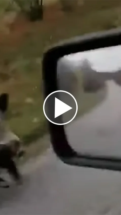 Miniature : [Vidéo] Un sanglier charge un 4×4 à pleine vitesse