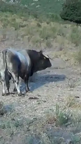 Miniature : [Vidéo] Chasse du sanglier à l’arc en Corse