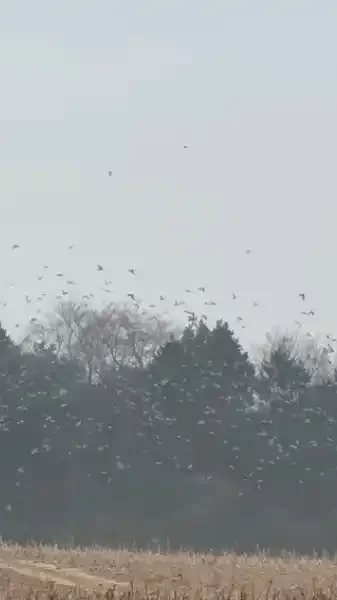 chasse aux pigeons Norfolk