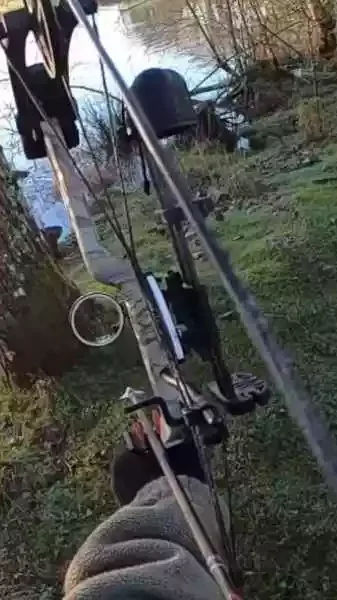 chasse du ragondin à l'arc
