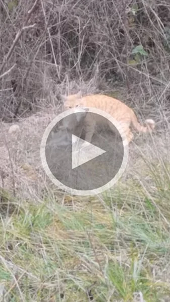 Miniature : [Vidéo] Un chat domestique filmé en train de tuer un lapin par un garde chasse