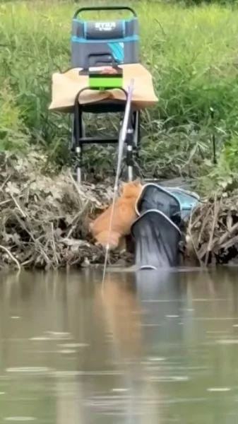 chat vole bourriche