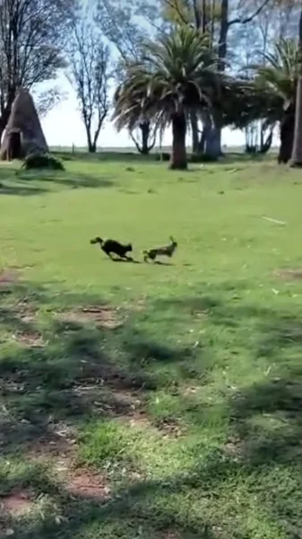 chat vs lièvre