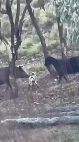 Miniature : [Vidéo] Une chèvre défend son petit face à un sanglier