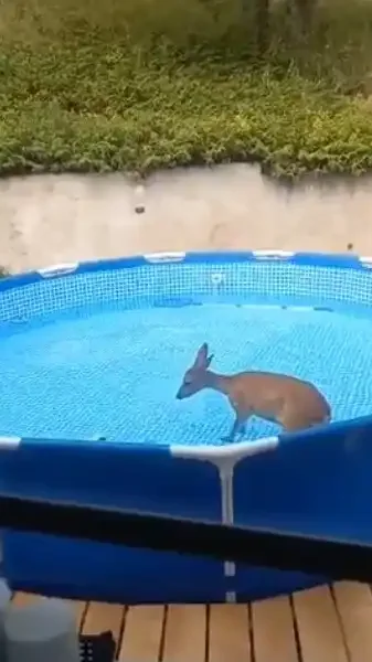 chevreuil dans la piscine
