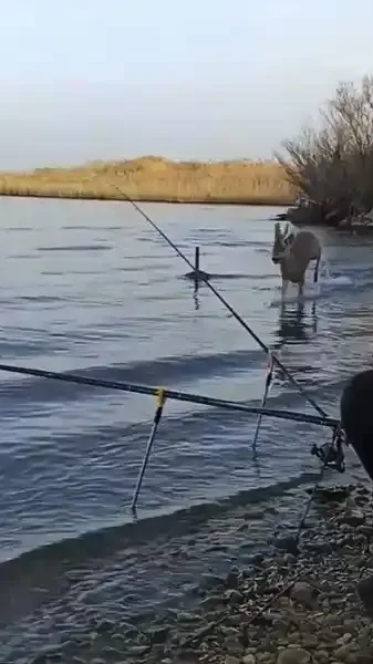 chevreuil fonce sur des pêcheurs