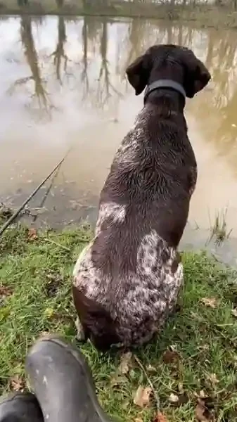 Chien de chasse à la pêche