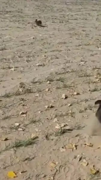 chien de chasse trop gras