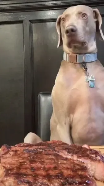 chien résiste à une pièce de viande