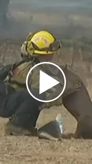 Miniature : [Vidéo] 2 chiens de chasse sauvés d’un incendie