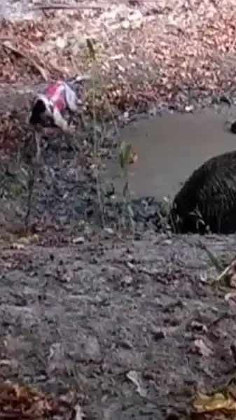 chien sauvé par son gilet
