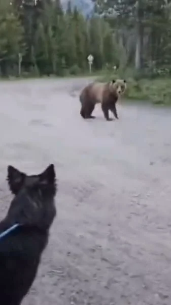 chien vs ours
