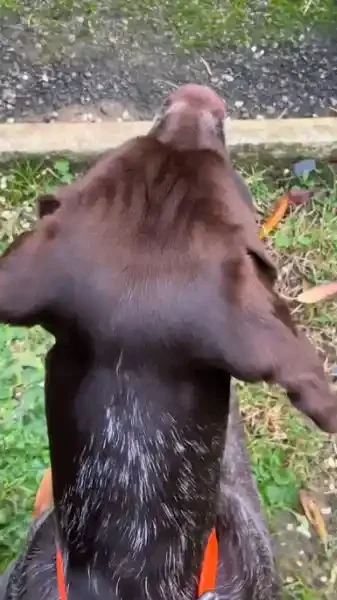 chien vs poules