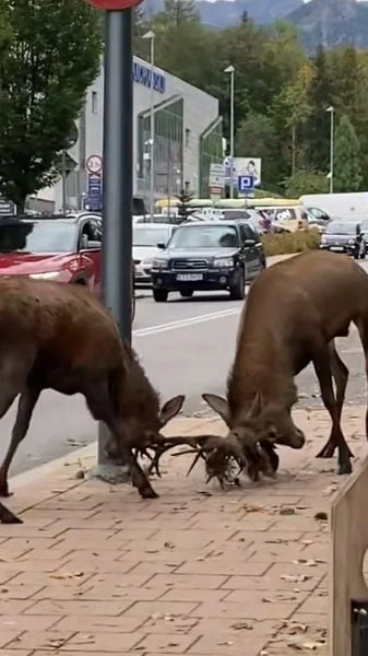 combat de cerf en ville