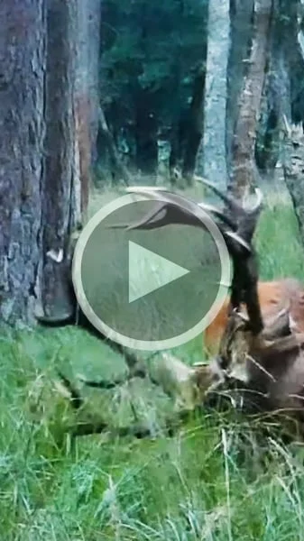 Miniature : [Vidéo] Deux cerfs s’affrontent et se déchaînent l’un sur l’autre