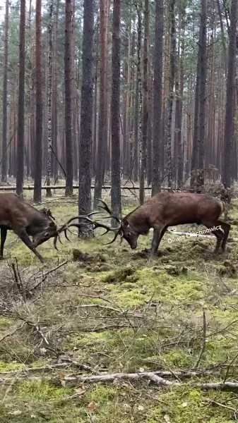 combat épique entre deux grands cerfs