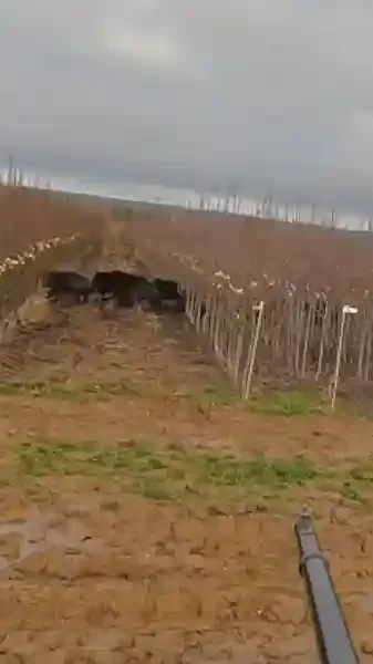 compagnie de sangliers chasse accompagnée