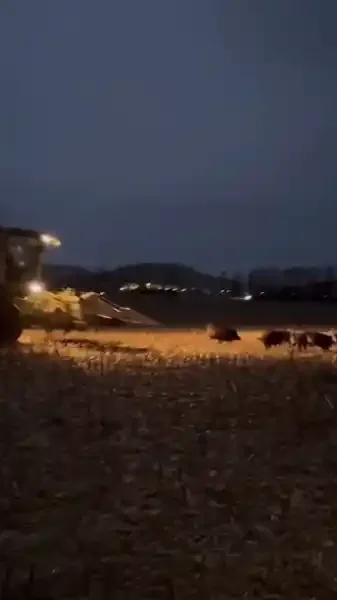 compagnie-de-sangliers-devant-une-moissonneuse
