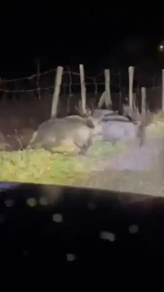 compagnie de sangliers sous une cloture
