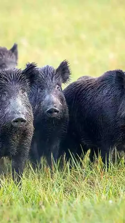 Une compagnie de sangliers dans un jardin près de Millau