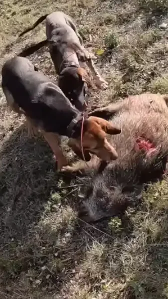 compil chasse sangliers Gard