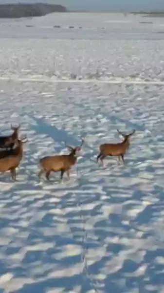 des-cerfs-suivisdes cerfs suivis par un drone-par-un-drone-compressed