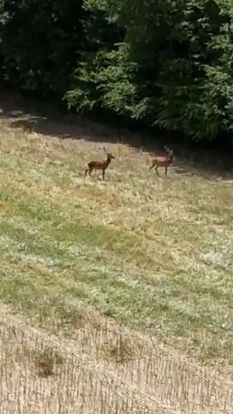 deux cerfs filmés par drone