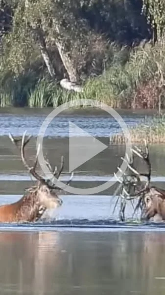 Miniature : [Vidéo] Deux cerfs livrent un combat épique au risque de se noyer