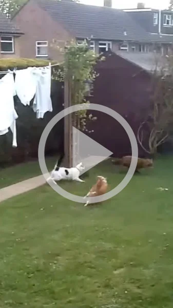 Miniature : [Vidéo] Deux chats chassent un renard qui a osé pénétrer sur leur territoire