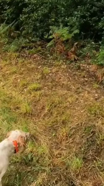 deux chiens de chasse à l'arrêt